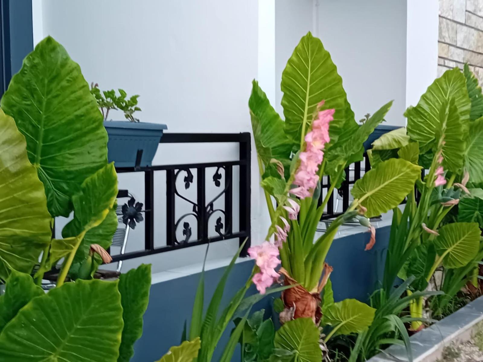 Villa Allkushi Saranda Extérieur photo